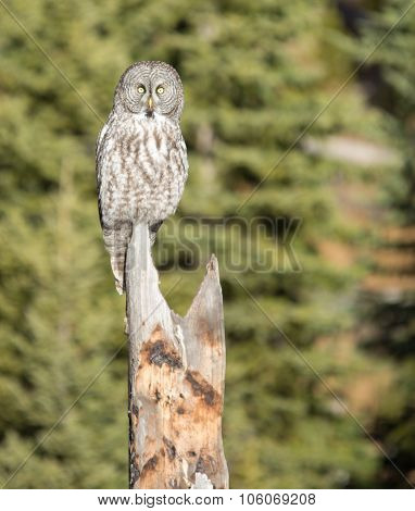 Great Grey Owl.