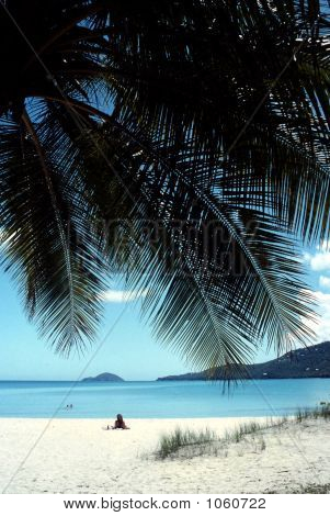 Beach Ocean And Palm Tree