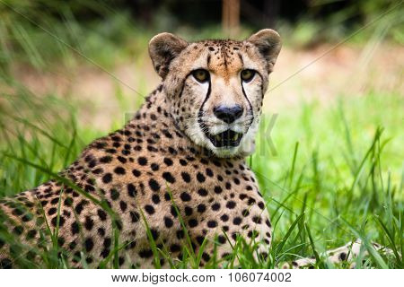 Close-up Of A Beautiful Cheetah