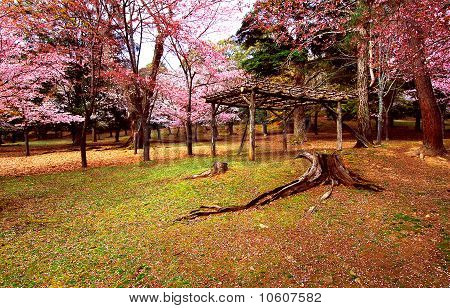 プリミティブ ・ ハット桜の下で