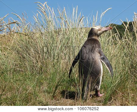 An Adult Yellow Eyed Penguin in its Grassy Habitat