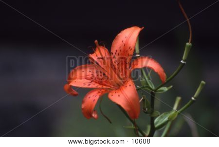 Tiger Lily