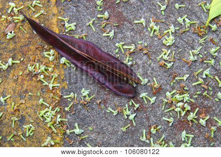 Close up of dry dark brown Horse tamarind pod on asphalt road with small white flowers