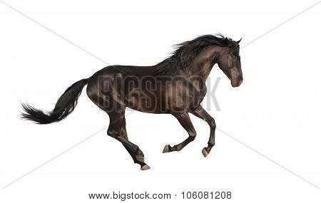 Horse Isolate