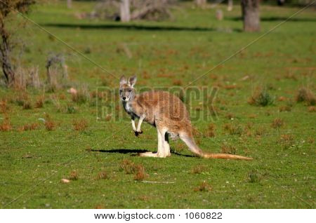 Australien 232