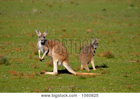 Australien 235