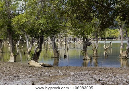 Liquica Lake And Marshland, East Timor