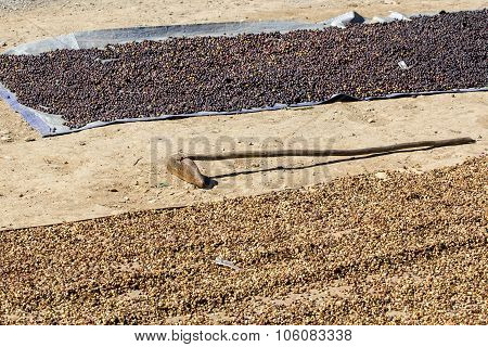 Drying Red Coffee Berries