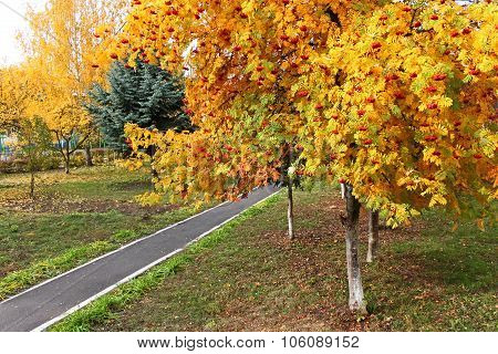 Sorbus Tree In Autumn Season In Park