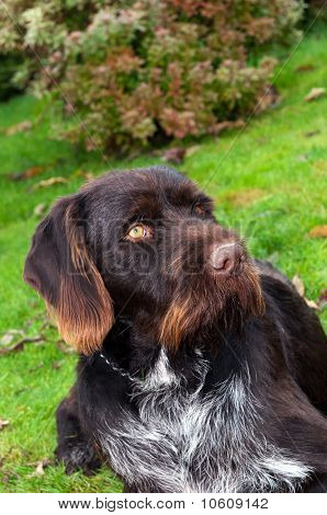 Český hrubosrstý polohovací Griffon