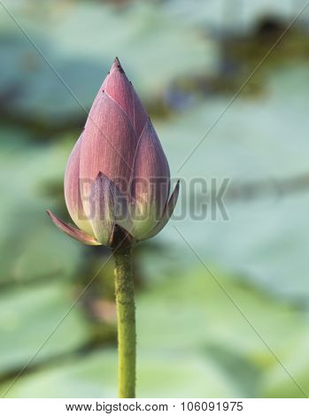 Pink Lotus Flowers Growing In Asian Lakes Flora Of The World