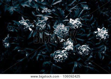 Gloomy Peony In Black And White.