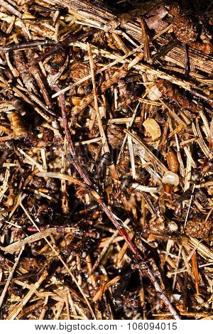 ant hill . close up