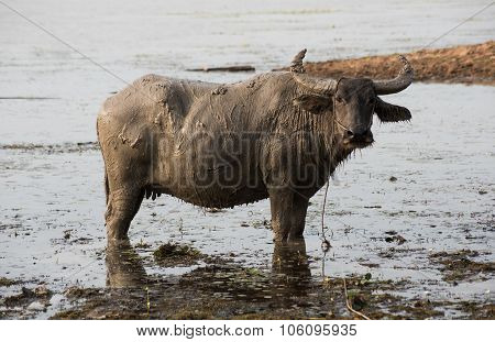 Muddy Buffalo Farming And Agriculture