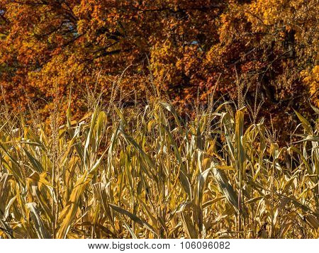 Cornstalks Closeup in Autumn