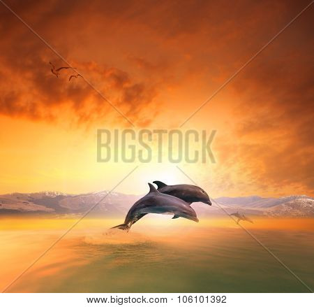 Couples Of Sea Dophin Jumping Through Ocean Wave Floating Mid Air Against Beautiful Sun Set Sky