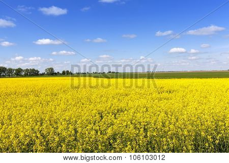 Agricultural field . summer