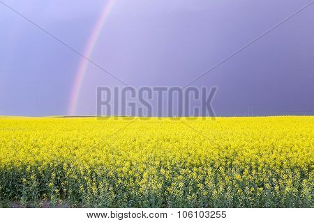 blooming rape . spring