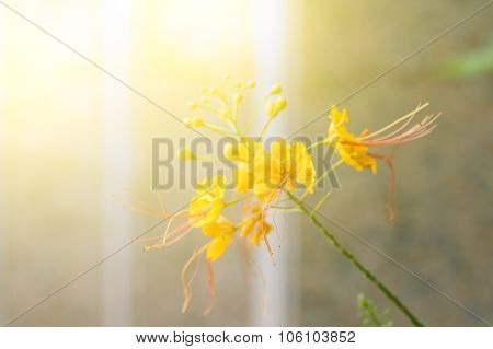 The Flame Tree Yellow Flower With Sunlight On Sweet Tone
