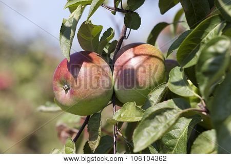 red apples  . close-up.