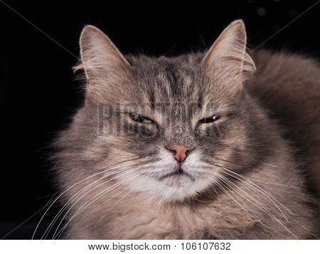 Portrait of a cat on a black background