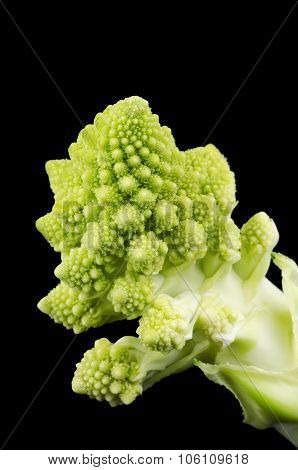 Romanesco Broccoli Floret on Black Background
