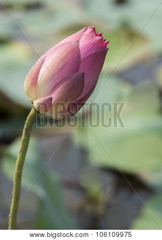 Pink Lotus Flowers Growing In Asian Lakes Flora Of The World