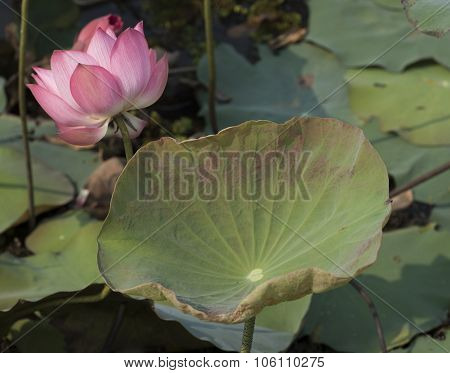 Pink Lotus Flowers Growing In Asian Lakes Flora Of The World