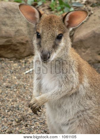 Agile Wallaby