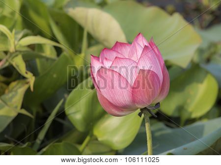 Pink Lotus Flowers Growing In Asian Lakes Flora Of The World