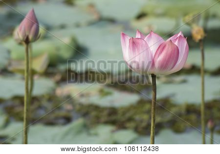 Pink Lotus Flowers Growing In Asian Lakes Flora Of The World