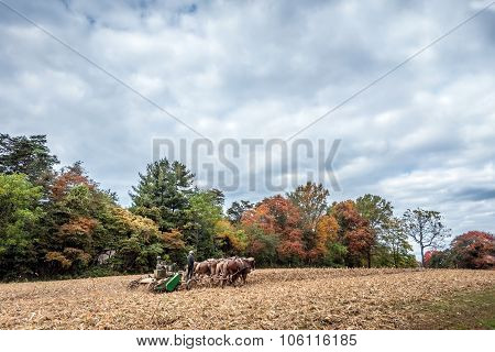 Belgian Draft Horses Pulling A Plow On An Amish Farm In Autumn