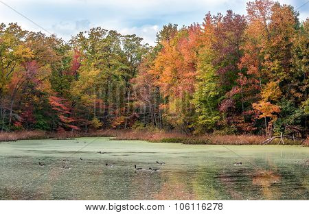 Canada Geese Swimming In Lake With Autumn Colors