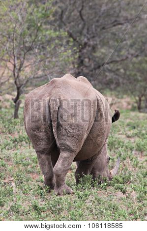White Rhino Walking Away