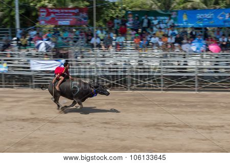 Buffalo Racing Festival 2015 The Tradition Of Thailand