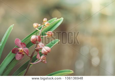 Beautiful Blooming Orchids In Forest