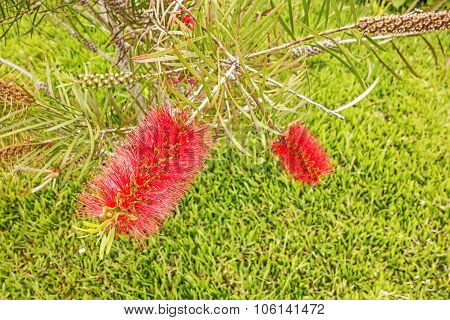 Bottle Brush Tree
