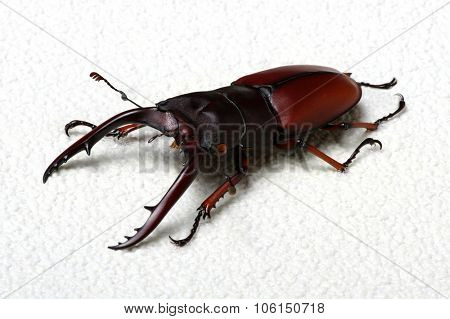 Stag beetle isolated on background