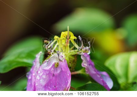 Dew Drops On Flower Dissotis Rotundifolia
