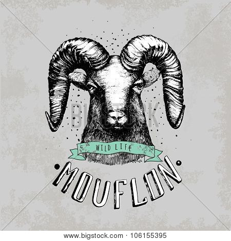 Vector illustration with moufflonl head.