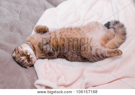 Scottish Fold Cat, Brown Tabby Lying Belly Up On Its Back.