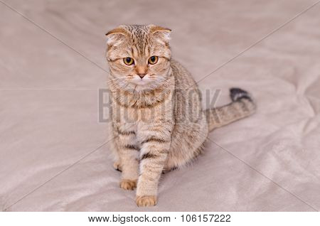 Scottish Fold Cat Tabby.