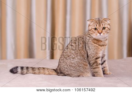 Scottish Fold Cat Tabby.