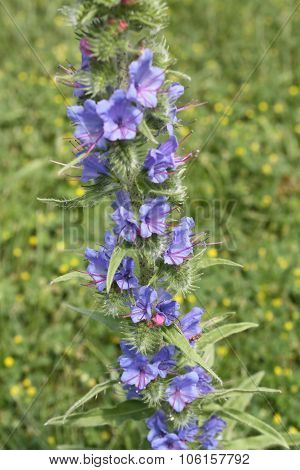 Viper's Bugloss (Echium vulgare)