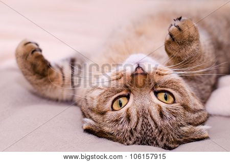 Scottish Fold Cat, Brown Tabby Lying Belly Up On Its Back.