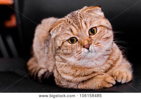 Scottish Fold Cat Tabby On A Black Background.