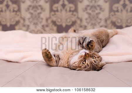 Scottish Fold Cat, Brown Tabby Lying Belly Up On Its Back.