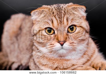 Scottish Fold Cat Tabby On A Black Background.