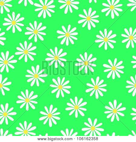 Pretty camomile