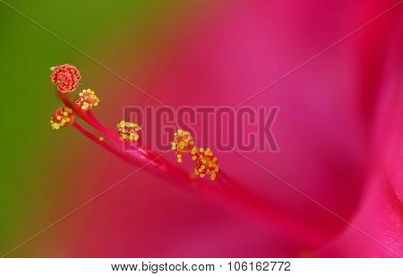 Extreme stamen and pistil macro of a Mirabilis Jalapa flower (four o'clock flower)